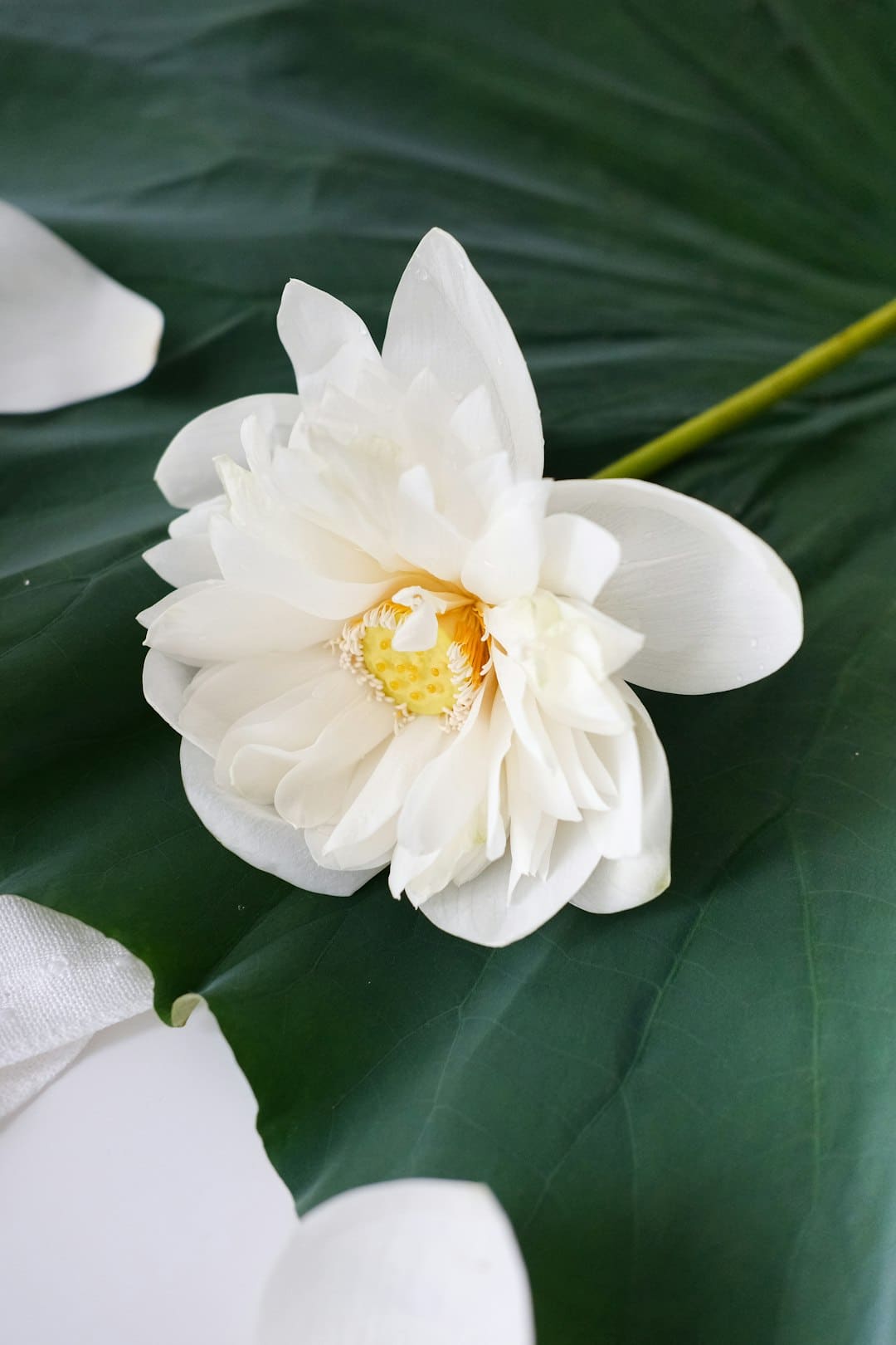 （光辉60载 魅力新西藏）七世达赖进献乾隆观音菩萨像等文物首度回藏“省亲”